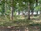 Woods