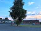 This is all the nature there is