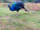 Local wildlife