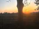 Sunrise at the black swan park