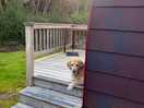 Dog friendly