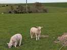 Lambs