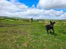 Close access to dartmoor for lots of 4 legged exploring