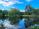 A great place for a dog walk.