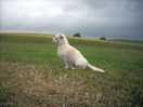 Bert in field 28/06/2023
