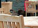 Tame birds