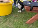 Campsite cat!