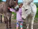 Isla donkey