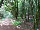 Woodland walk