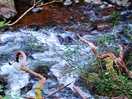 Watersmeet