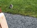 Little hare next to the pod