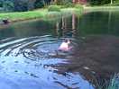 Wild swimming
