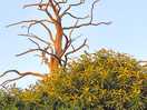 This tree is very eye catching and very beutiful for the naked eye