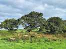 Lovely views in the campsite field