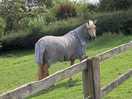 Beautiful animals on the site