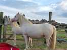 Mare and foal
