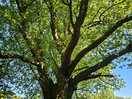 Ancient tree