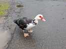 Duck friend