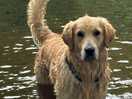 Buddy enjoying the river walks