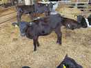 Cows