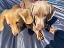Bella bluebell and willow bear