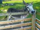 Donkey 😍