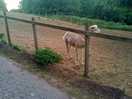 Tranquility with animals