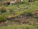 Mountain sheep