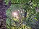 Sunrise through the trees