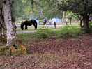 Wildlife camping