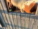 Cute little pony next door