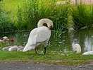 Swans and their cygnets 🥰
