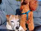 Dogs