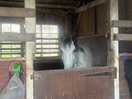 Horse.