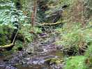 Woodland walk