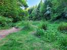 Woodland walk