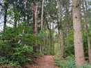 Walk through forest
