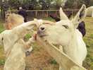 Kids loved the animals