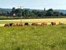 Cow field
