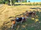 The dogs loved exploring the secure dog park