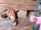 Goat feeding