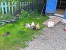 Chickens roaming free