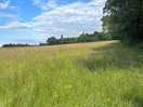 The meadow