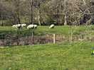 Sheep in the mornings coming to say hello!