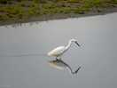 Local bird life