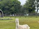 Alpaca posing