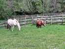 Onsite animals