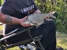 One of catches