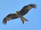 Lots of low flying kites!