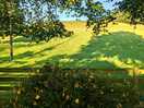 Field and bush in front of the pitch
